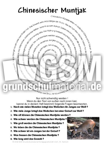 Chinesischer Muntjak.pdf